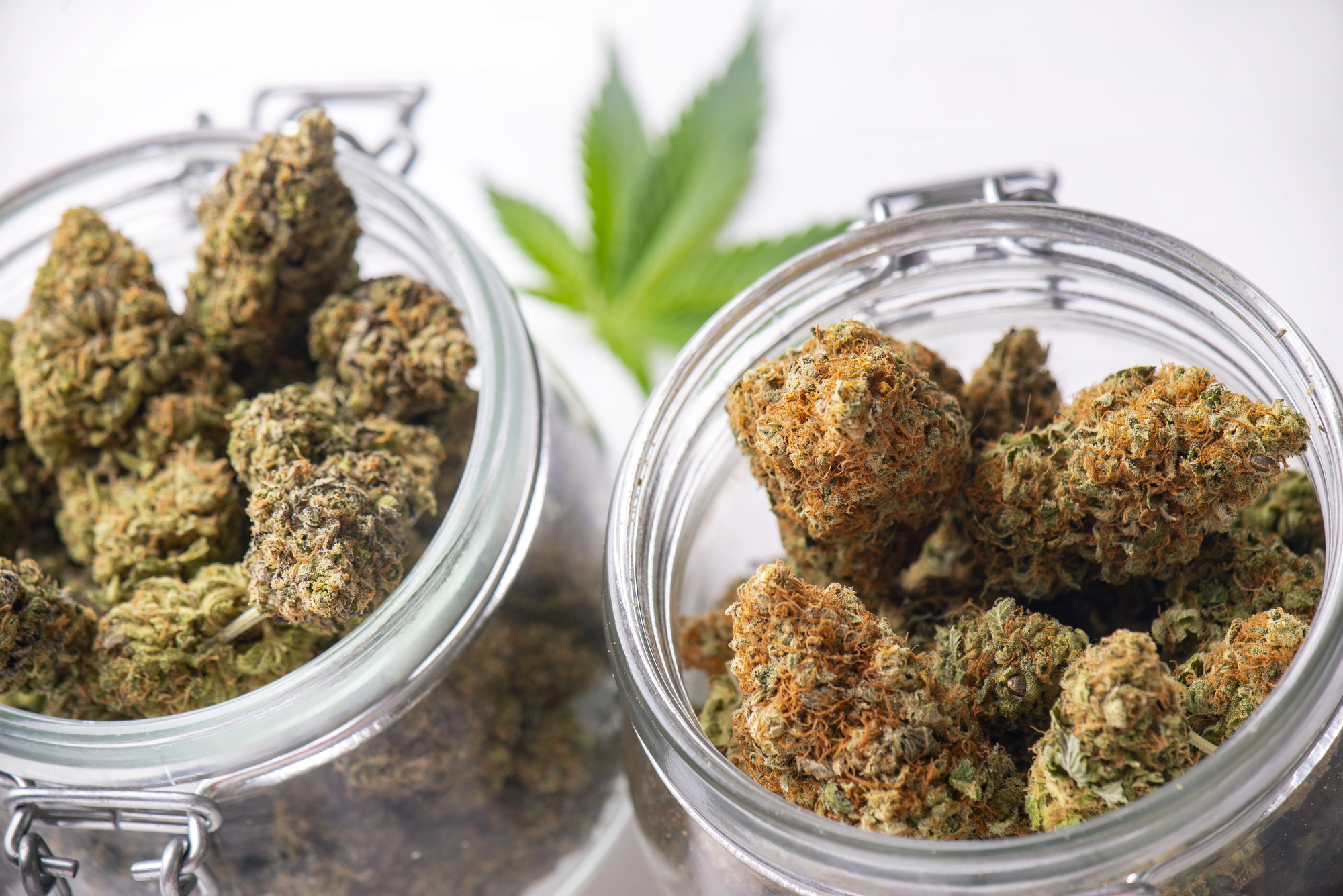 Two glass jars of dried cannabis flower representing long-term, compliant THC SEO growth