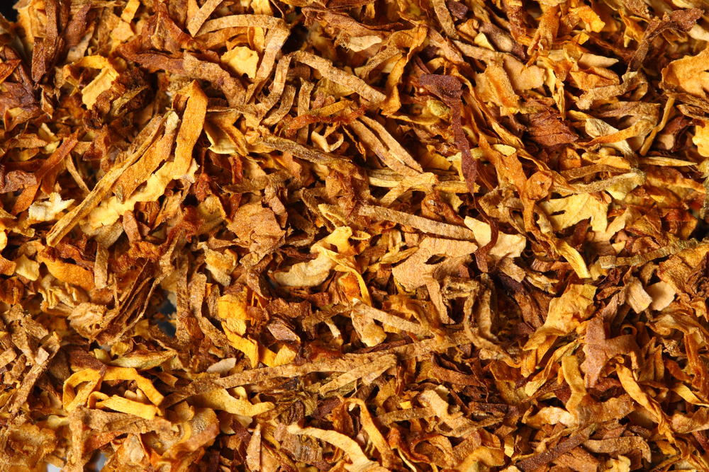 Pipe and roll-your-own tobacco Loose cut tobacco leaves, golden brown and shredded, spread across a surface in a close-up macro view